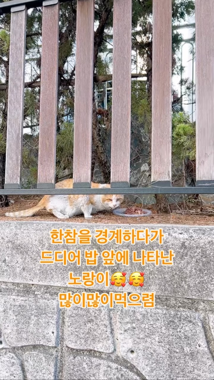 마주치는 길아이들을 그냥 지나치지 못하는 길냥맘🥹
모든 캣맘들이 똑같을거라 생각합니다🥲
하루라도, 한끼라도 배불리먹을수있길🙏
사랑한다 세상의 모든 길아이들아🥰❤️🫶

#고양이 #길냥이 #고양이그램 #길고양이도생명입니다 #캣스타그램