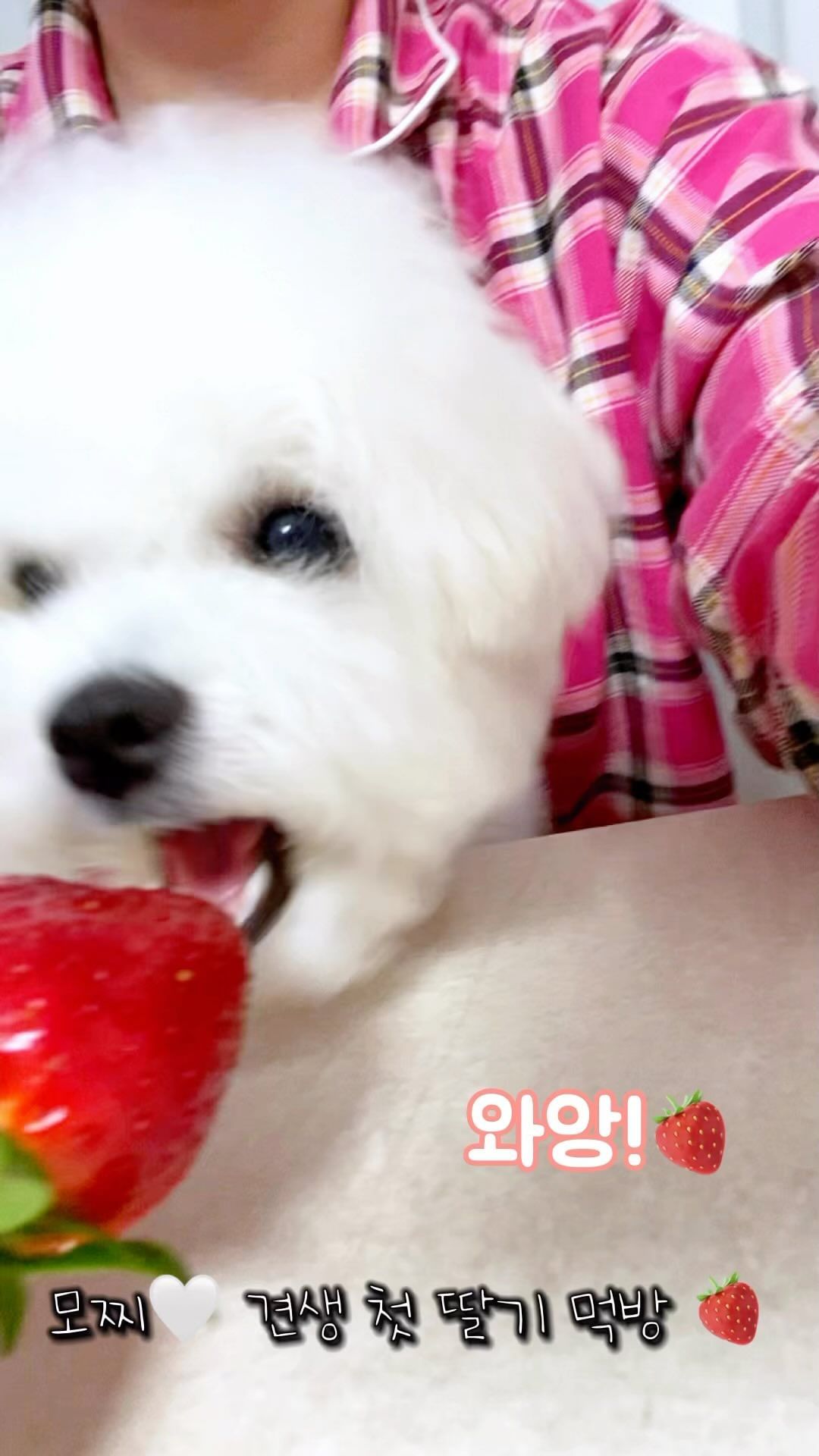 토댕이(토끼같은 댕댕이)! 모찌🐰🤍 
견생 첫 대왕 딸기 힐링 먹방🪽🍓

🐰모찌 : 암암〰️ 목욕허고 빗질허고 먹는 딸기가 역시 최고여!👍🏻✨
(요즘 소년시대 보는 재미에 푹 빠져서,,ㅋㅋ당분간 모찌 말씨는 충청도,,🤣)

날 닮아서 딸기도 좋아하고➰🍓✨
뭐든 다 잘 먹기만 하는 토댕이 모찌,,🐰🤍 
먹는거 보기만해도 힐링🕊️ 집사 흐믓☺️🧡
(자막이 안 보여서 재업뎃😅)

#토끼같은 #댕댕이 #토댕이 #모찌 #미니비숑 #비숑프리제 #비숑 #강아지 #먹방 #비숑스타그램 #비숑그램 #비숑모델 #반려견 #dogfashion #petsgram #bichon #minibichon #dogmodel #dog #댕스타그램 #펫스타그램 #멍스타그램 #멍팔 #맞팔 #소통 #좋아요 #좋반 #강아지협찬 #강아지모델 #일상