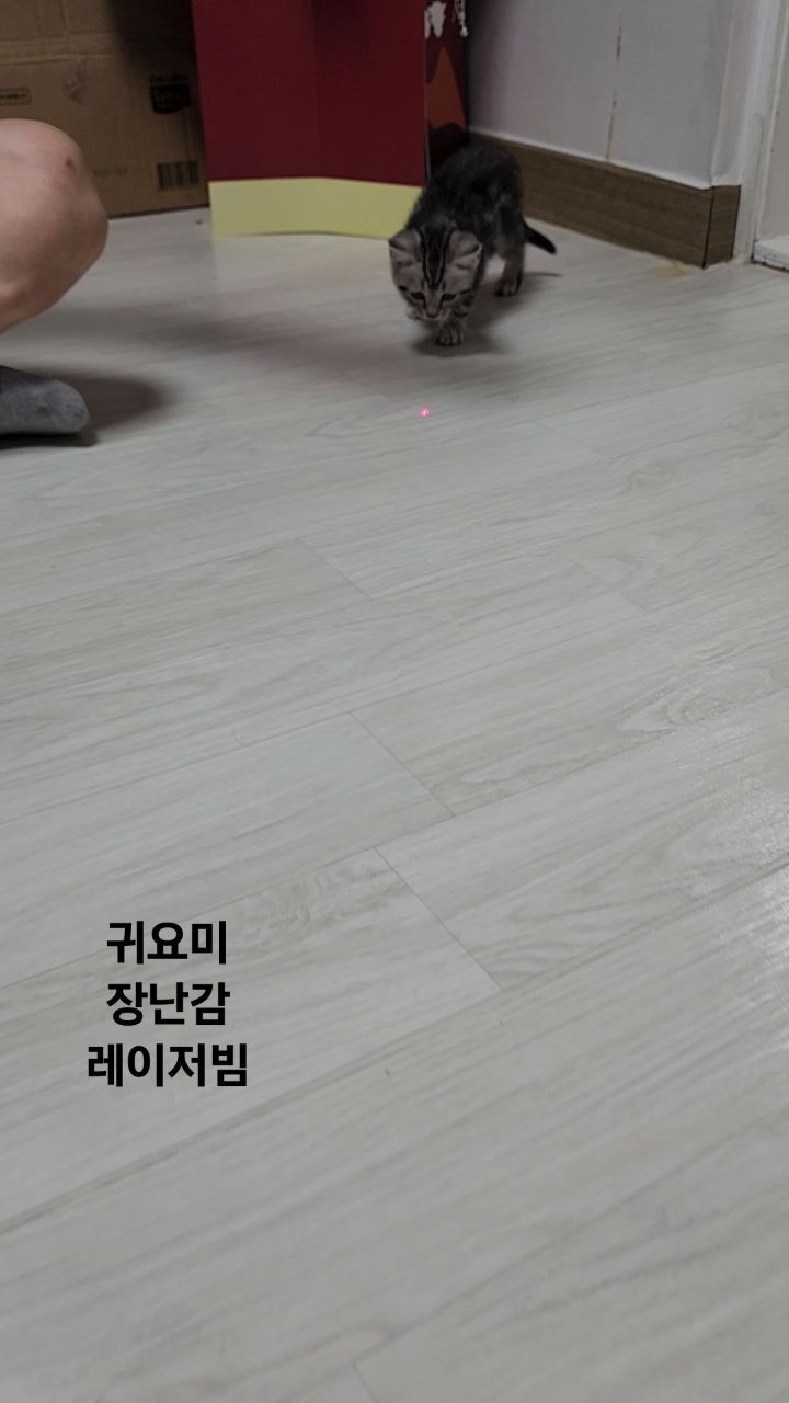 #레이저빔 #새로운장난감 
#운동하네 #배똥똥 
#내이름은쿠키 #고양이

오늘은 새로운 장난감..
레이저빔을..
잘 노네
운동하는 쿠키..
#단모고양이