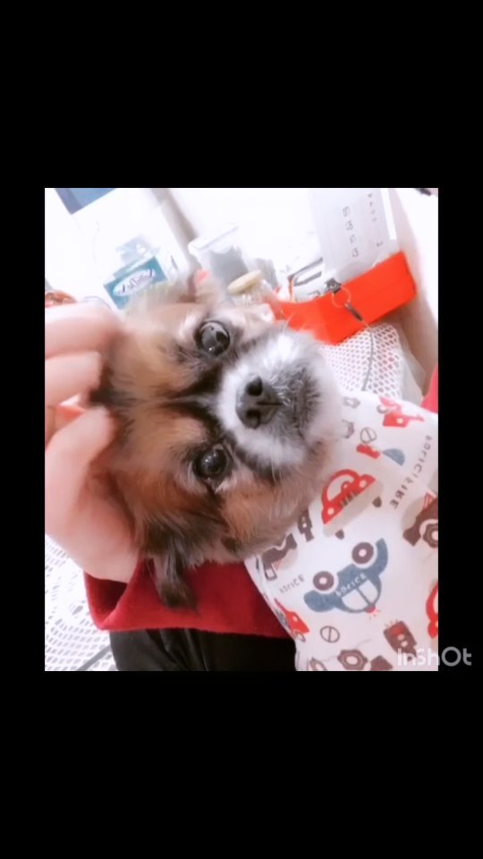 20130703~20231202🐶빡구

빡구야 너무 갑자기 떠나 버려서 
이제는 볼수없다는게 아직 실감이 나지않아 
바쁘다는 핑계로 더 많이 못 안아주고
귀찮다는 핑계로 많이 못 보러간게 
너무 후회되고 너무 슬퍼 
내가 힘들때 기쁠때 슬플때
너는 항상 나만 바라봐 주고 내 옆에 있어 줬는데 
난 그렇지 못한것도 너무 미안해 

빡구야 너는 우리 가족에게 항상 기쁨이고 사랑이였어 잊지않고 평생 기억할께 
너무많이 사랑해 빡구야❤️