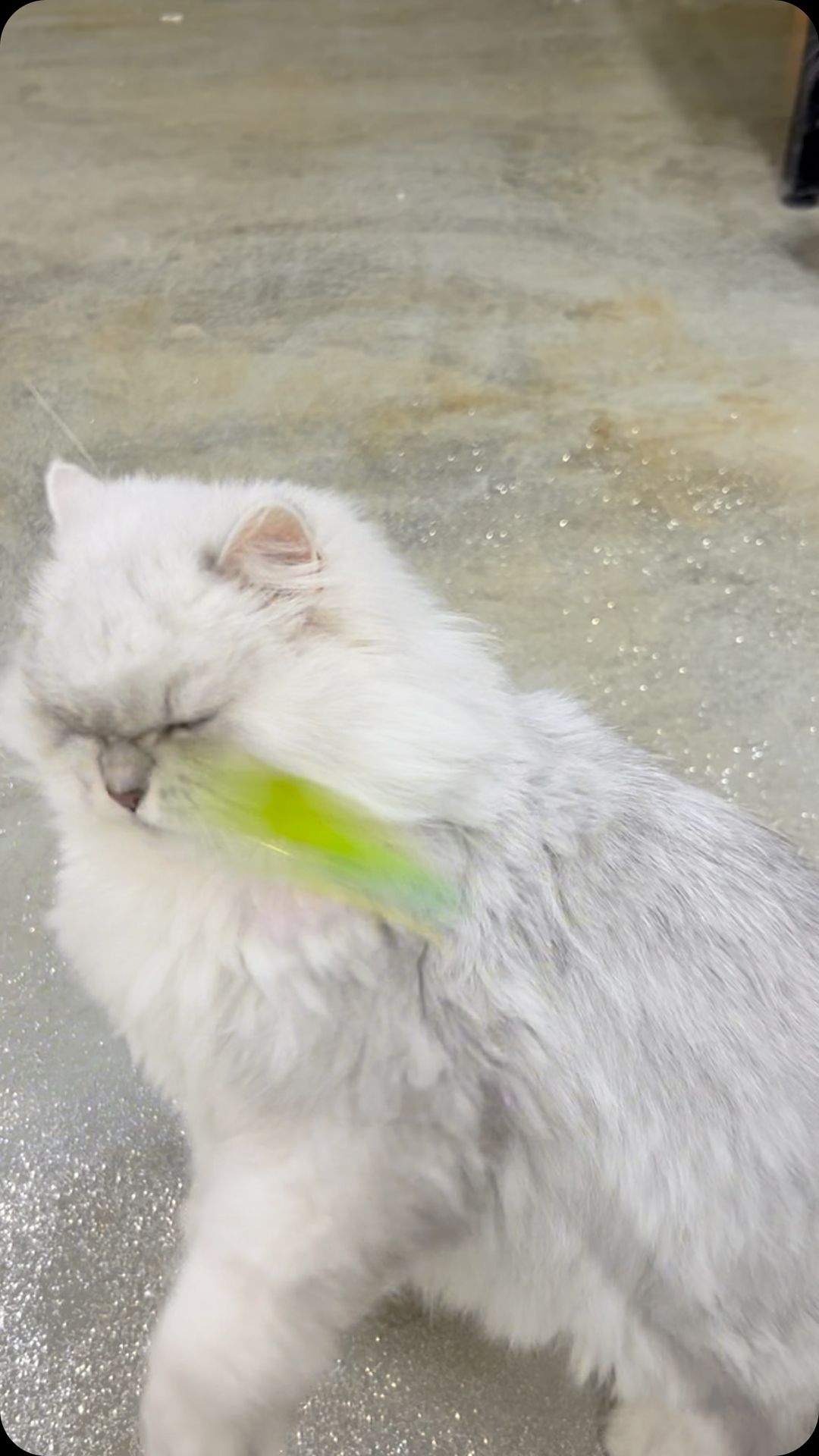 콘텐츠