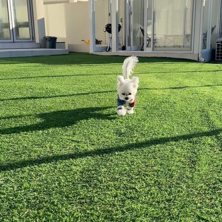 ㅎㅏ..고만 좀 불러!!!! ᕦ(๑•̀o•́๑)ᕤ

뛰는게 너~무 귀여워서
자꾸 부르게 되쟈나ㅏㅏ😭

@kinikini_official