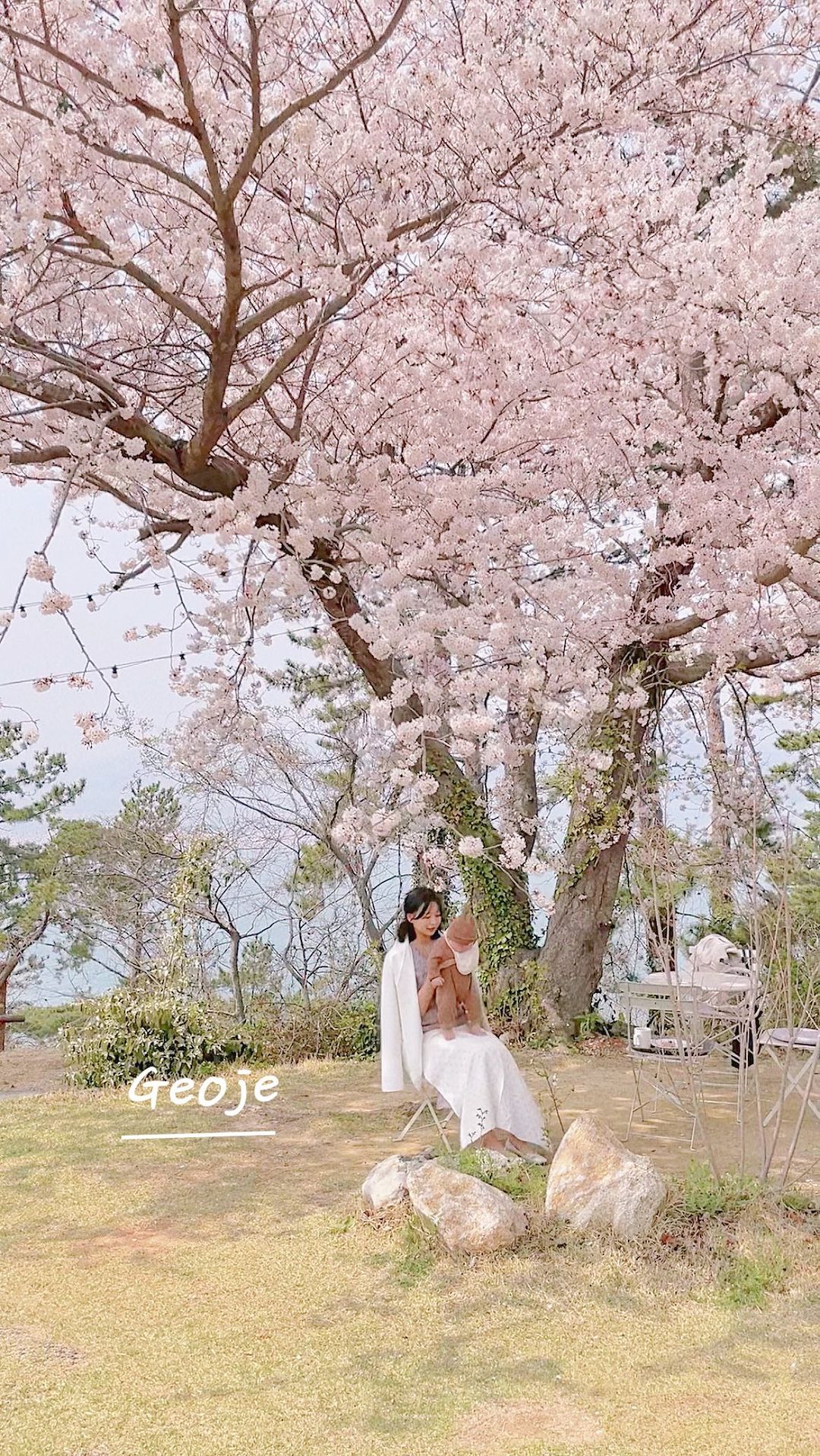 #오송웨이브

벚꽃이 지기전에
꼭 가보세요 🌸🌸

#거제도카페투어 #거제벚꽃카페
#벚꽃카페 #거제도카페 #아기랑여행