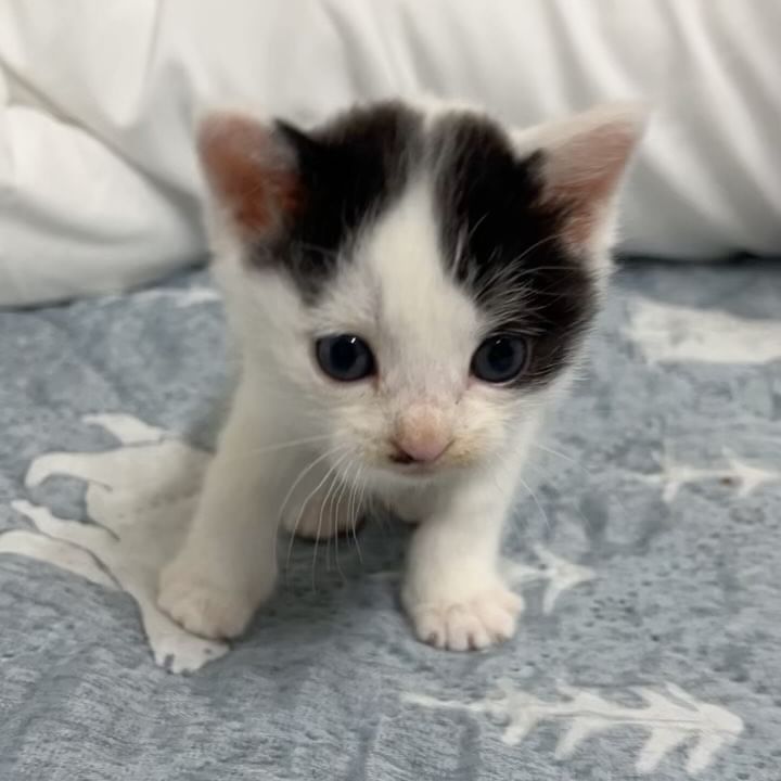 아기야옹이 후추

#뽀삐뽀삐뽀뽀삐뽀🎵  #뽀삐뽀챌린지  #뽀삐뽀채린이네집 #고양이 #야옹이 #냥 #후추 #아기고양이