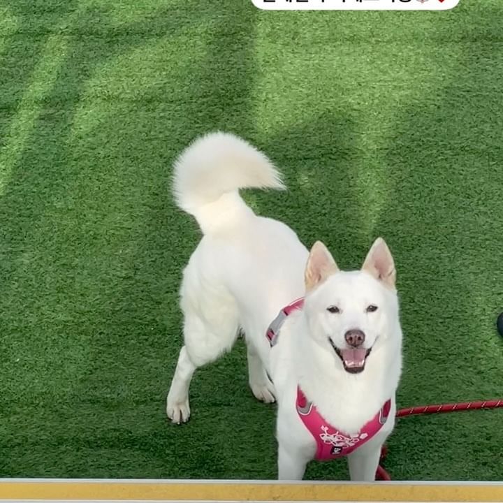 설랑꾸랑 함께하는 1박2일 행복띠이 .. 💖
