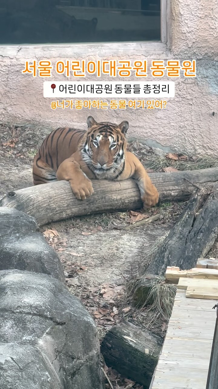 @이중에_좋아하는_동물_있어?

🔸 꼬마동물
미어캣, 검은꼬리프레리독, 사막여우, 왈라루, 
작은발톱수달, 토끼아프리카포큐파인(고슴도치 ❌)

🔸 원숭이
일본원숭이, 돼지꼬리원숭이, 노량뺨기번, 은색기번
아누비스개코원숭이, 망토원숭이, 코먼마모셋,
다람쥐원숭이(완전 손오공)
알락꼬리 여우원숭이(마다가스카르 원숭이💕)

🔸 코끼리
아시아코끼리

🔸 맹수
사자, 뱅갈호랑이, 서발, 퓨마, 스라소니, 
점박이하이에나, 스라소니, 붉은여우, 검은등쟈칼(잘생겨쏘…💕),
반달가슴골, 재규어(이 친구 공놀이해요🧶)

🔸 초식동물 
붉은캥거루, 그랜트 얼룩말, 미니말, 알파카, 과나코, 당나귀

🔸 물새
자카스팽귄, 쇠재두루미, 관머리두루미, 두루미, 왜가리, 해오라기,
홍부리황새, 흑따오기, 분홍팰리컨(신비한 비주얼💓)

🔸 파충류 
레오파드게코, 블루텅스킨크, 콘스네이크, 
볼비단구렁이(약간 으시시😱), 팬케이크거북, 
노랑아나콘다, 뱀목거북(진짜 이름 잘지었음😲)

🔸 바다동물관
남아메리카물개, 점박이물범

저는 점박이물범 진짜 좋아해요…💕 진짜… 처돌이
물범들끼리 뽀뽀하는 거 아세요? 배박수 치는 것 보셨나요…?
My Favorite…💦
여러분들의 최애 동물은 어떤 친구인가요
영업 환영🫶

📌 @seoul_children_grandpark 
🗺 서울 광진구 능동로 216
⏰ 동물원 : 10am ~17pm (연중무휴)
⏰ 어린이대공원 : 5am ~ 10pm 
🎫 무료
📍 동물들의 컨디션에 만날 수 없을 수도 있습니다

 @today_nelo 와 인친 맺고 팝업, 핫플, 여행 정보 얻어가세요💕
📌 나중에 영상을 보고 싶다면 저장 ✔
📌 친구, 연인이 봐야한다면 공유 ▶

-
 #어린이대공원 #서울어린이대공원 #어린이대공원동물원 #동물원 #무료
#동물원추천 #물범 #사자 #호랑이 #원숭이