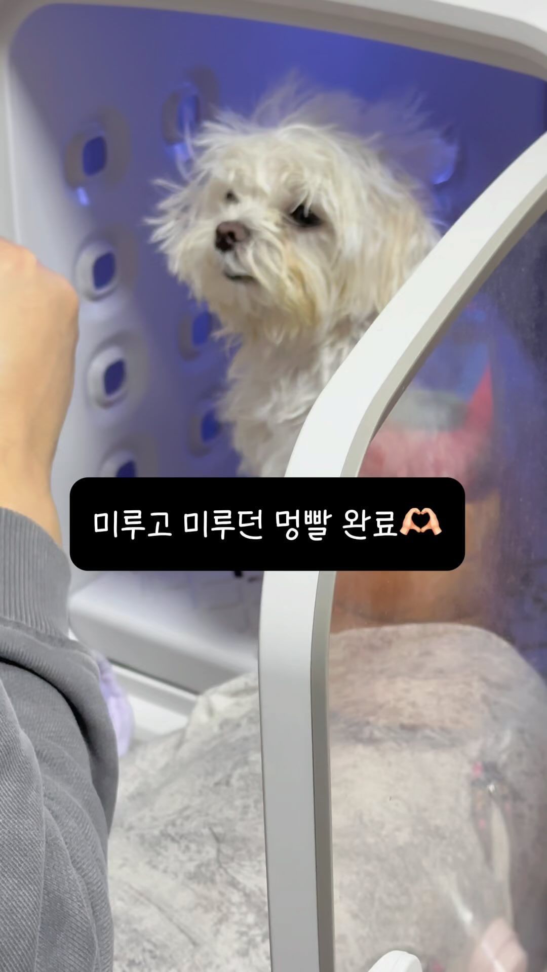 오랜만에 멍빨🫧🛁
목욕 난이도 하... 드라이 난이도 극상...🫠
하지만 아빠가 까까 많이줘서 같이 드라이하묜 금방✌🏻

#임설기🐶 #강아지 #강아지드라이룸
#강아지목욕 #강아지일상 #멍릴스