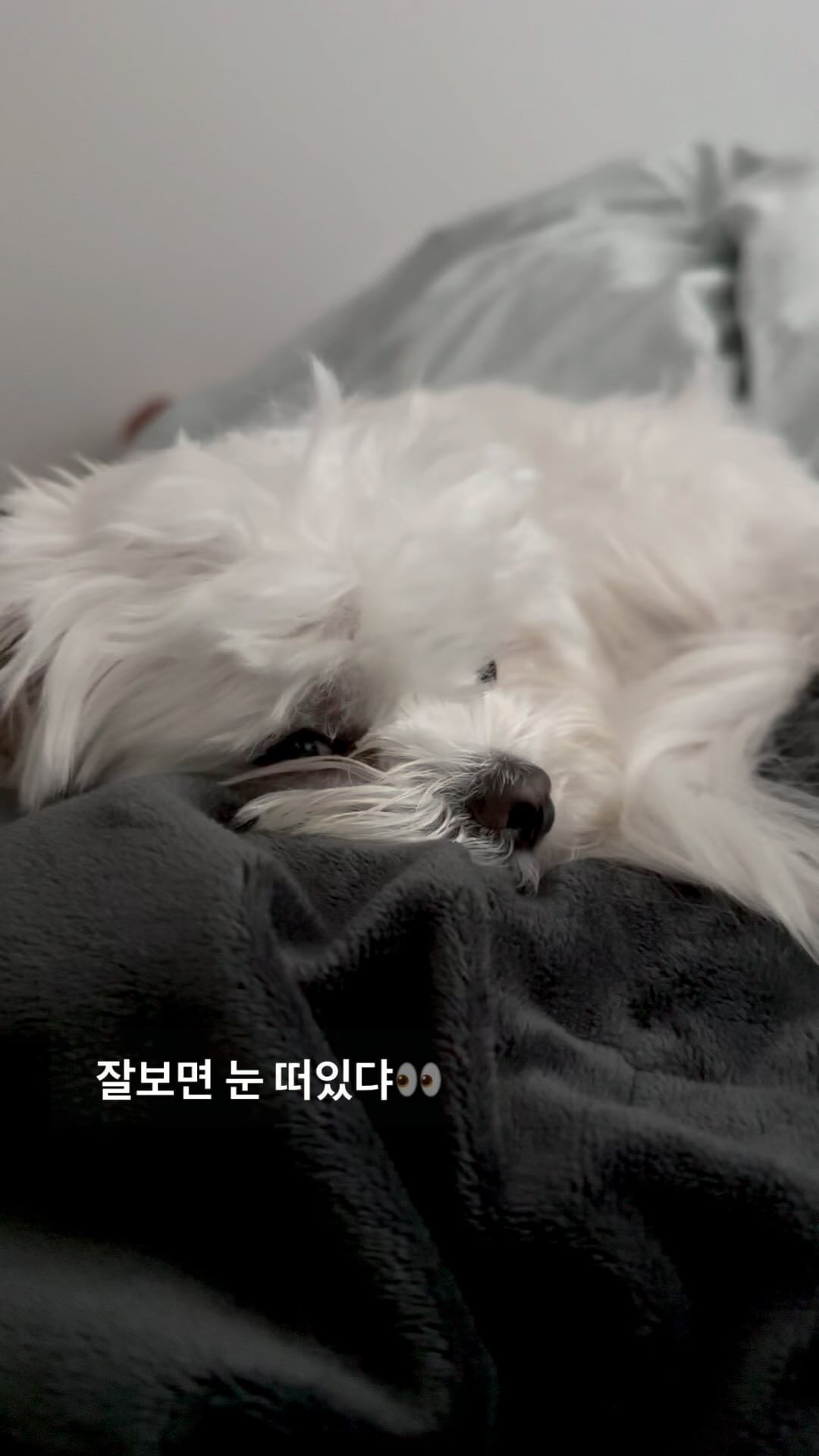 유난히 졸렸던 오늘 하루🫠
아침에도 비몽사몽하더니 하루종일 잤다묘...🤣

#임설기🐶