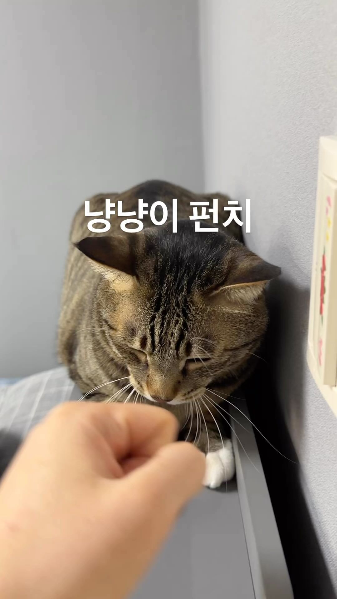 형아랑 장난치기

#고양이 #개냥이 #캣스타그램 #냥스타그램 #냥냥펀치 #집사