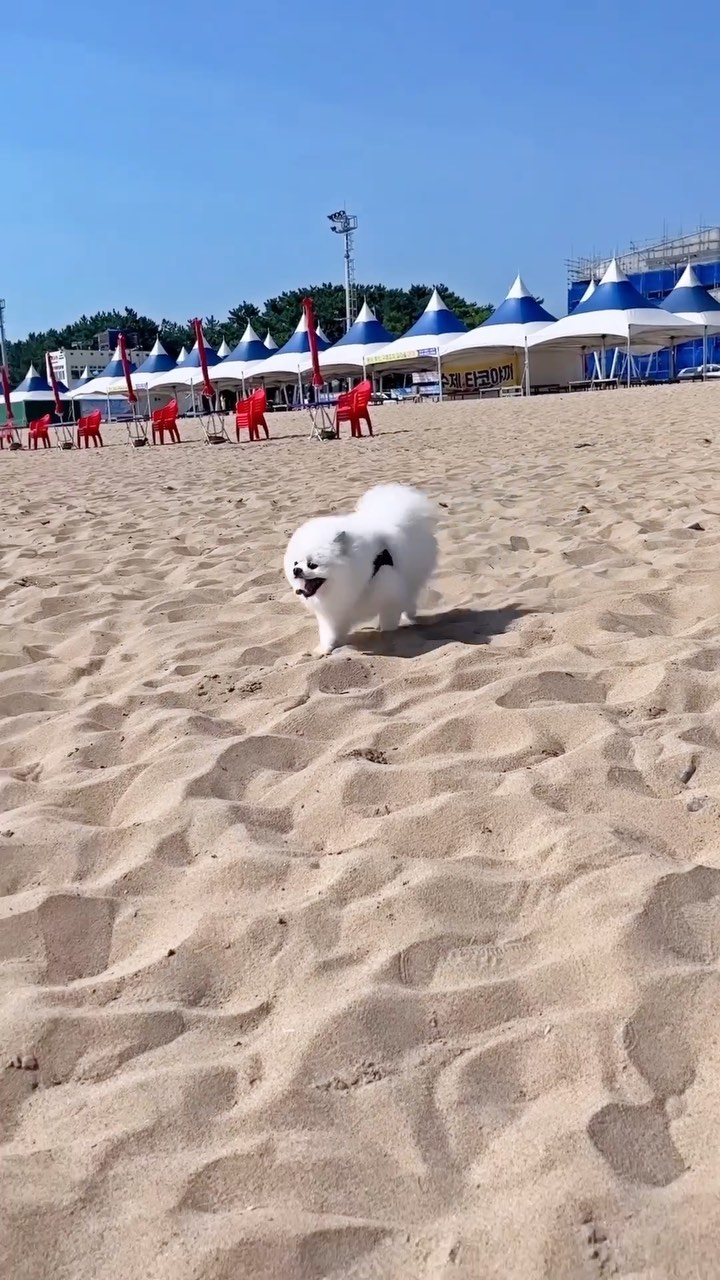 구멍숭숭뚫린 구멍이 무서운데
언니가 간다면 기꺼이 뛰어주는 사랑이🫶🏻

언니가 계단을 올라가면
신나게 뛰어같이 가주는 사랑이🫶🏻

바다 젤 끝에서 부르면
다른유혹에도 흔들림없이 언니한테
와주는 사랑이🫶🏻

언니가 제일 사랑해❤️