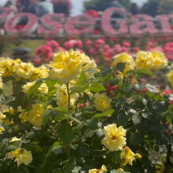 장 미 🌹🌷💐🥀
.
.
.
#장미공원 #이곡동 #대구장미 #대구장미공원 #이곡장미공원