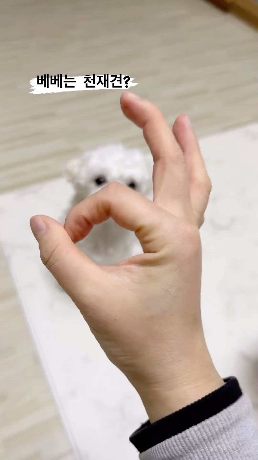 천재강아지 
.
.
.
.
분명 쉬도 잘 가리고 . . . 
가정견으로 청결함도 있고 . . . 
똑똑한 강아지 였는데 . . .

ㅡㅡ 베베. . 바보 . . .

괜찮아! 이런거 못 해도 돼 
그래도 사랑해! ♥️🐶
#나의베베