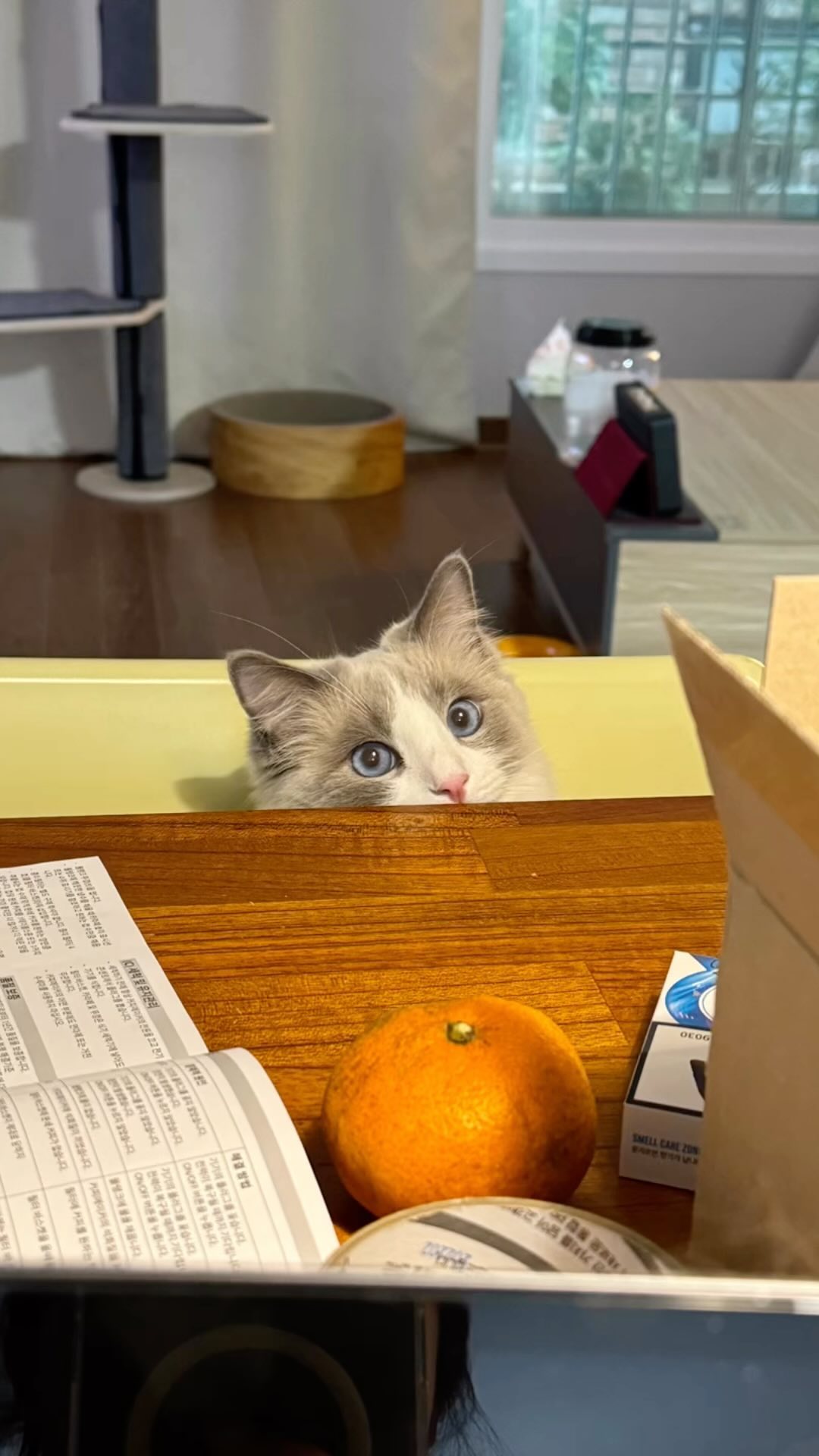 콘텐츠