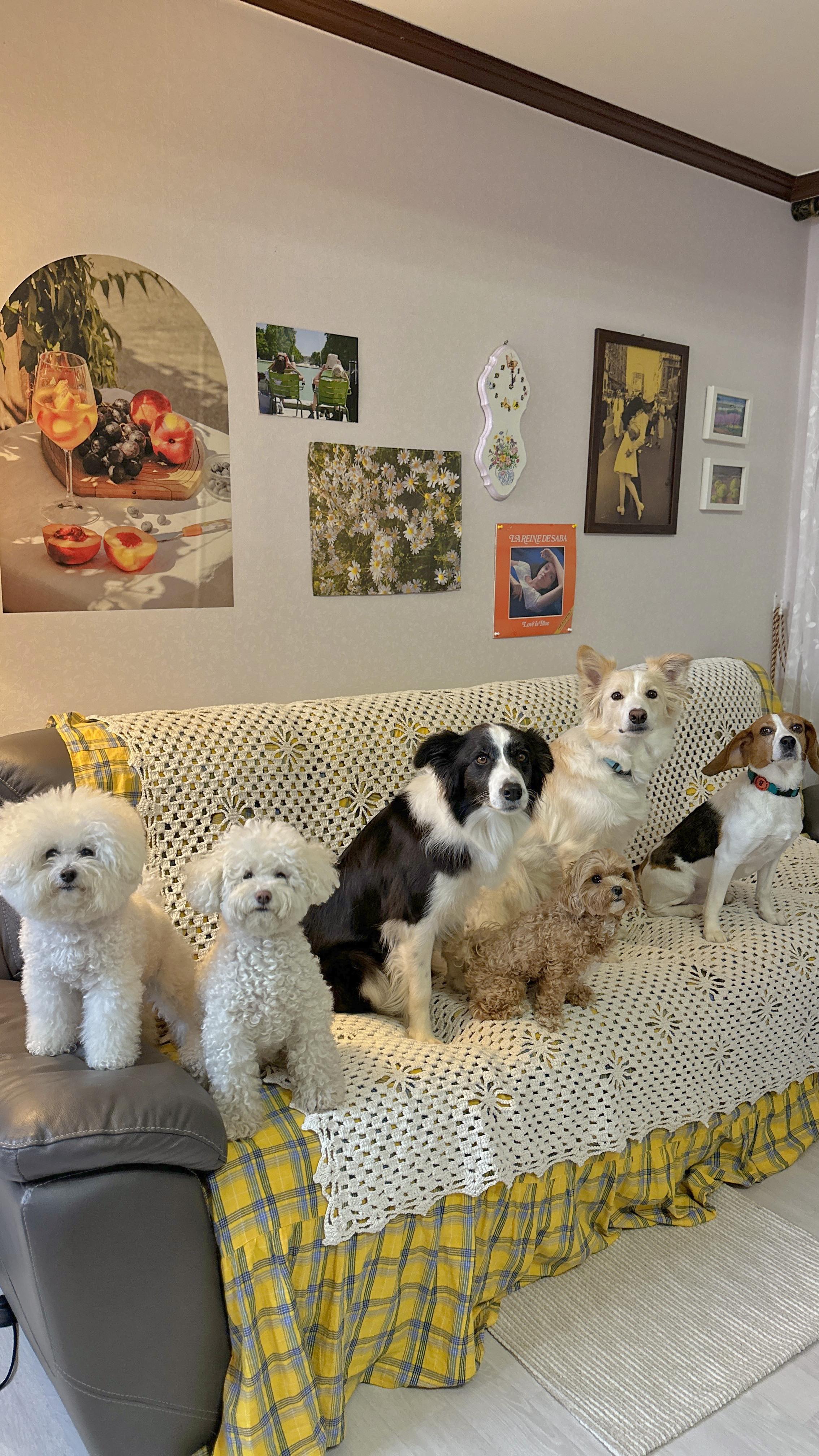 #스텔라의행복정원 #담양애견동반펜션 

@pandm_agility_club 우리 어질팀 첫 합숙(?)
도란이의 이별파티 였지만 우린 더 돈독해졌다고 (*•̀ᴗ•́*)و 
어딜가서든 잘 할거라고 믿어 의심치 않는다 야도란!

너무 좋았고 행복했던 스텔라의 행복정원 💞💞
견종 크기 제한 없이 받아주셔서 너무 죠하여 ᰔ 

@stellar.happy