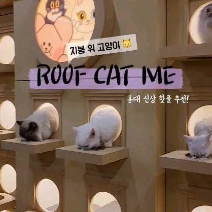 오늘 오픈한 홍대 신상 스팟 ✨️

고양이들의 간택을 받기 위한 1시간 동안의 몸부림이랄까냥 🐱 고양이 조끼도 입구갔다구..

고양이의 삶을 보여주는 묘한 공간의 고양이 플래그십스토어 #RoofCatMe

📌 뤂캣미 @roof_cat_me

❤️ 귀요미 고양이들을 만나는 공간

🧡 홍대 마포구 양화로 140 지하2층 (새로운 애플 건물)
💛 평일 13:00 - 21:00 / 18000원 / 3시간 이용 
💚 주말, 공휴일 12:00 - 21:00 / 20000원 / 2시간 이용
🩵 물품보관함 무료 이용 (짐, 가방 보관 후 입장)
💙 드링크바 무제한 이용

💜 귀여운 굿즈 DIY 추천! 키링, 장갑, 파우치 등 와펜을 활용해 나만의 굿즈 만들기도 추천 🫶

🐱 고양이들을 위한 에티켓 지켜주기