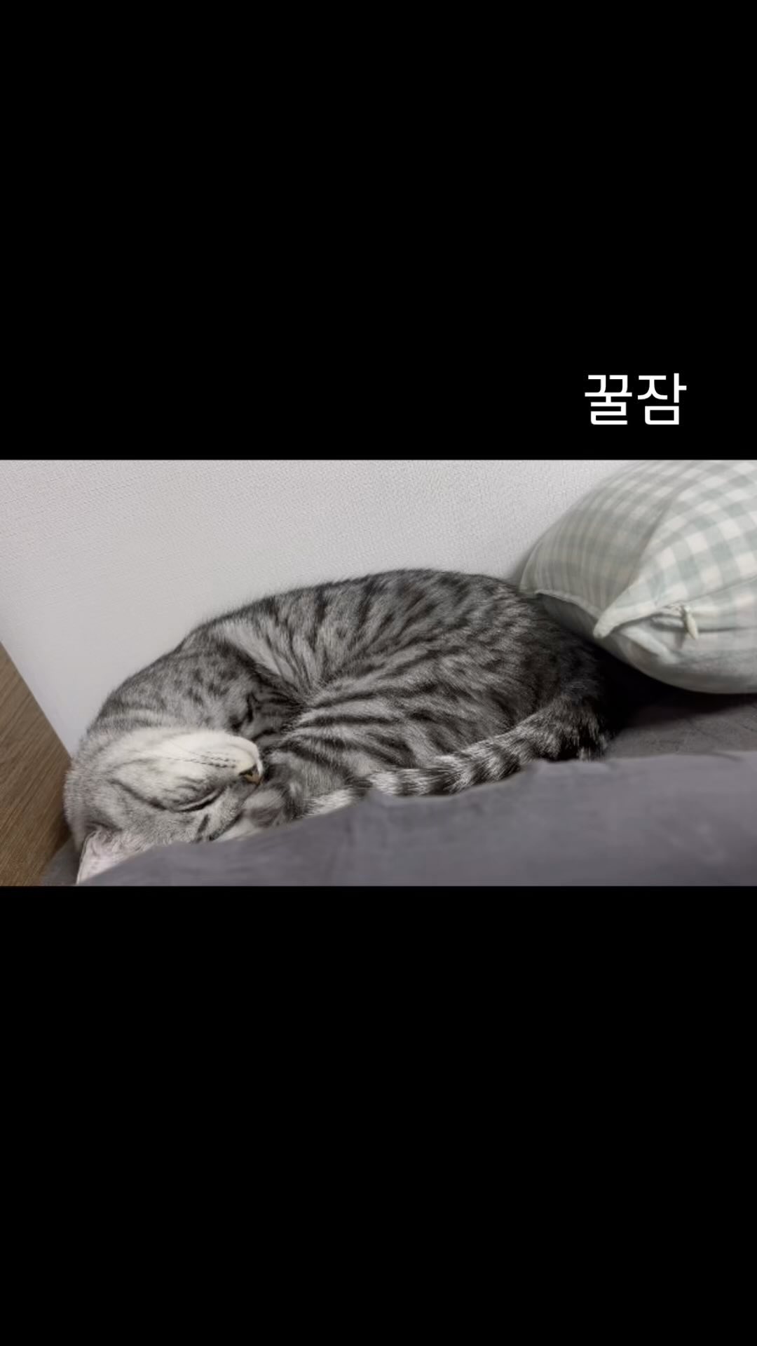 고양이들 너무 부러워
어쩜 이렇게 잘 자니