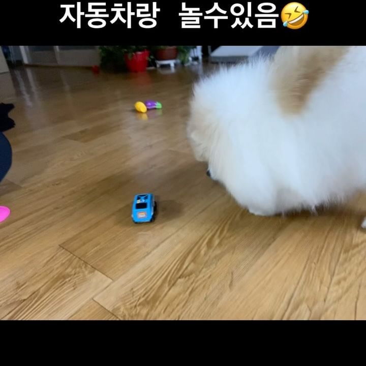 포리는 삑삑이도 터그도 관심없는 강아지인데 .
어느날 아빠가 조카들 장난감이라고 사온 건전지? 자동차에 꽂혀버렸어요 큰차들은 무서운지 관심없고 유독 저차에게만 집착하네요 ㅋㅋㅋ🤣🤣 .
.
#강아지장난감  #미니자동차 #우리집용맹한강아지