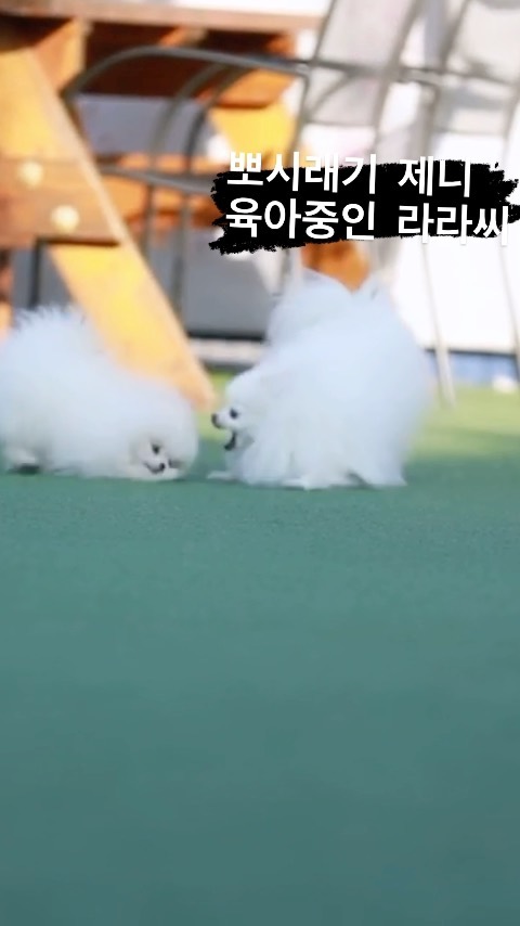 #라라언니조아
.
.
집에 온 날부터 아무도 거들떠도
안 보던 제니 유일하게 상대해 주던
라라씨 아가 때부터 지금까지 
살뜰하게 엄마처럼
잘 챙겨주는 내사랑 라라씨💗

울집 싸움닭 겨우리 한테만
성질내는 제니 ㅋㅋㅋ

.
.
#라라패밀리 #귀여운강아지 #포메가족
#힐링영상 #늘지금처럼 #브루하하