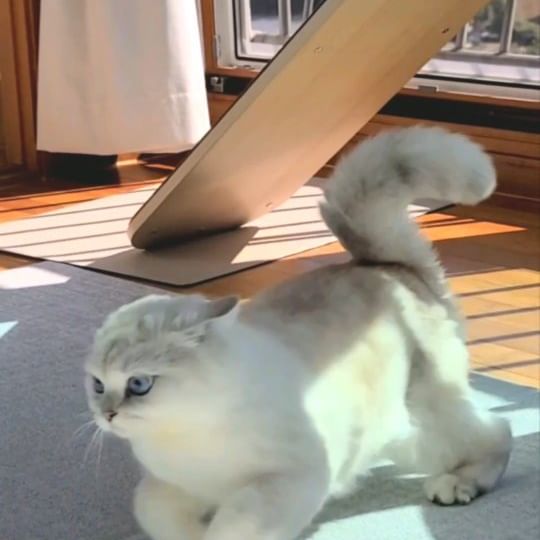 허통이 혼자놀다 급발진하는영상
#급발진고양이