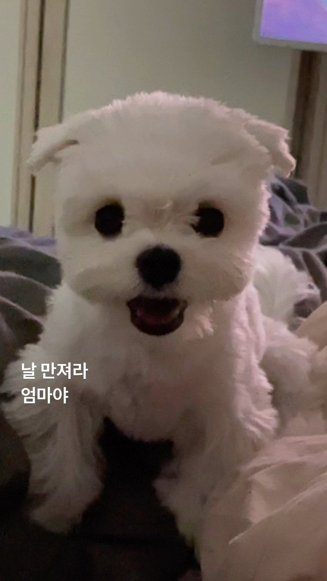 엄마 티비좀 보자🥲🥲

#임꼬롱 #꼬롱이 #성장일기 #말티즈 #말티즈그램 #반려견 #개스타그램 #강스타그램 #maltese #애견스타그램 #강아지 #애견 #소통 #데일리 #pet #dog #puppy #좋아요 #산책 #카페 #댕댕이 #일상 #오늘의강아지 #개린이#강아지동영상 #doglife #instadog #doglover