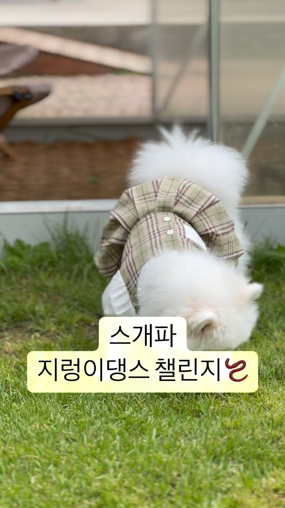 스개파 리더계급 미션_지렁댄스 챌린지🪱
#스모크챌린지 #스개파 #지렁이댄스 #당신의_개에게_투표해주세요