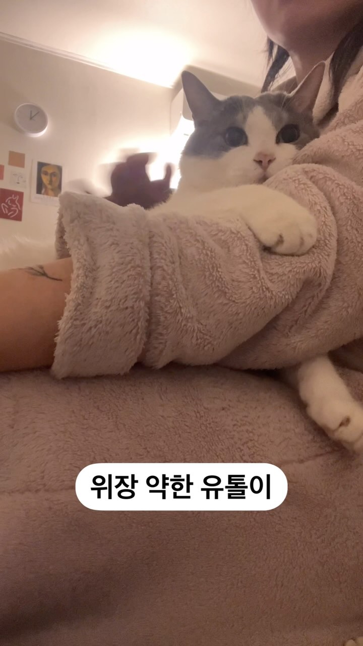 톨이는 위장이 약한데 맨날 먹고 바로 누워요
참누가 소화시키는 중