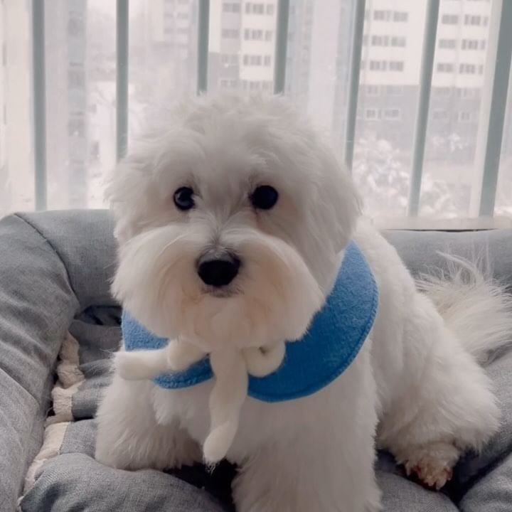 갑자기 쌓이는 눈❄️⛄️🌨️

눈이 올거라 했지만

이 정도일 줄은🥹

#실시간속초
#대설 
#산책은어쩔
#심각한곰도리 🧸

#꼬똥 #꼬똥드툴레아 #꼬똥루이 #속초꼬똥  #귀여운강아지
#강아지 #이쁜강아지 #펫스타그램 #20년생 #심쿵 #coton #louis #cotondetulear #puppy #petstagram #touching #lovely