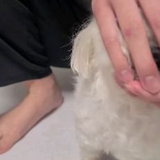 꽃개하려다 손이 아작나겠다 ㅡ.ㅡ
꽃 게 ~~~~~~~
마파두부 나오심 
말티즈는 참지않쥐!!!!!!!😡

#꽃개 #꽃개실패 #꽃개무셔#맞팔멍팔 #멍팔맞팔🐶  #멍스타그램🐕 #댕팔맞팔환영 #말티스타그램🐩 #강아지일상 #강아지그램