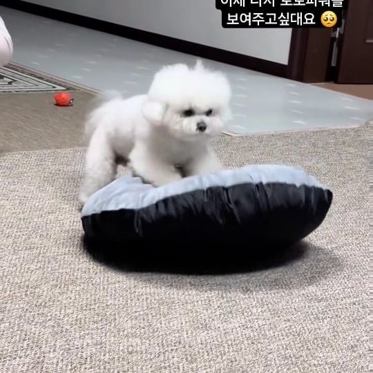 콘텐츠