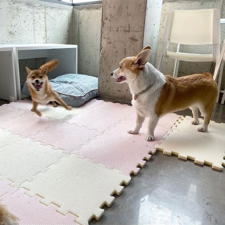 추억 돌아보기 ✨️
버거가 1살 때 개치원에 간적이 있었는데
선생님이 보내준 사진에 저 친구가 버거를
너무 너무 좋아해서 날라다니고 있다고 ㅋㅋㅋ

귀여운 시바친구야 지금도 잘 지내고 있니?
❤️

#날아라시바