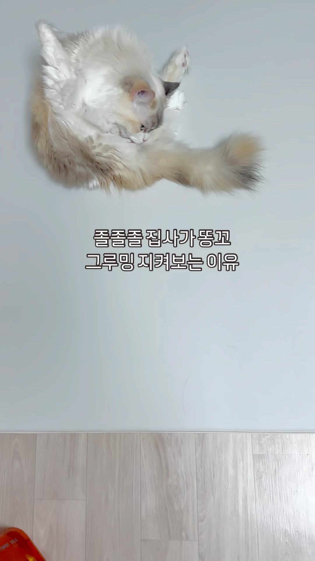 연휴에 같이 집에서 쉬면서 츄르며 캔사료를 자주 줬나봐요. 화장실에서 모래소리가 너무 오래나서 가보니까 #설사냥이 이틀동안 먹던 건식사료 #내추럴발란스사료 먹었는데 성사는 멈췄어요. 근데 오늘 간식딜라고 너무 보채어서 #골드로니순살스틱 줬거든요. 하나만 🍭 
화장실 다녀왔는데 설사 안해요. 휴😮‍💨 #똥꼬그루밍 하는데 👀지켜보는 집사가 부담스러워 피하나 했더니 재롱피워서 또 간식갈라나봐요💛
어쩌죠...💬
오늘 하루 더 간식을 주지 말아야하나?
스틱 하나인데 간식줄까???