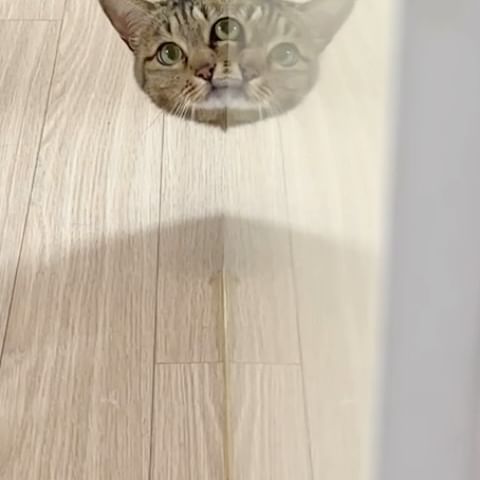 솜이는 사냥놀이 중😼

자기 전엔 꼭 해야 하는 사냥놀이

저렇게 숨어서 쳐다보다가 
뿅 하고 나오는 걸 좋아해요. 
노리고 있는 건 머리끈입니다. 
여전히 머리끈을 가장 좋아해요😆

잘 놀고 오늘도 꿀잠 자자💕
😻

#사냥놀이 #사냥놀이중 #고양이장난감 #고양이사냥놀이 #고양이일상 #catlife #neko #instadaily #ねこ #猫 #catoftheday #집사맞팔