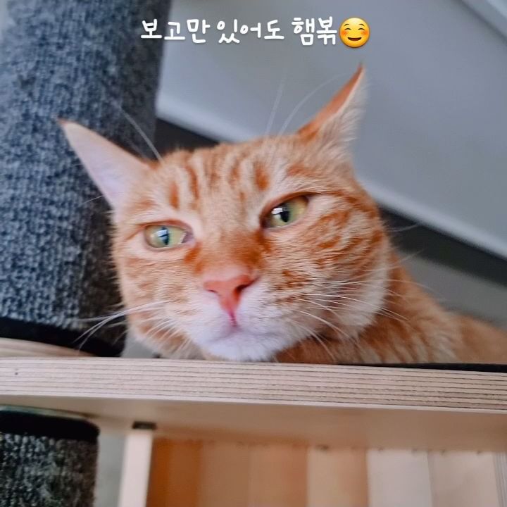보고만 있어도 
집사를 행복하게 만들어주는 존재☺️

#고양이 #고양이그램 #다복이의일상기록 #고양이일상 #집사일상 #cat #catstagram #ねこ #ねこすたぐらむ #🐱 #사지마세요 #입양하세요 #사료값벌어올게 #집사힘낼게