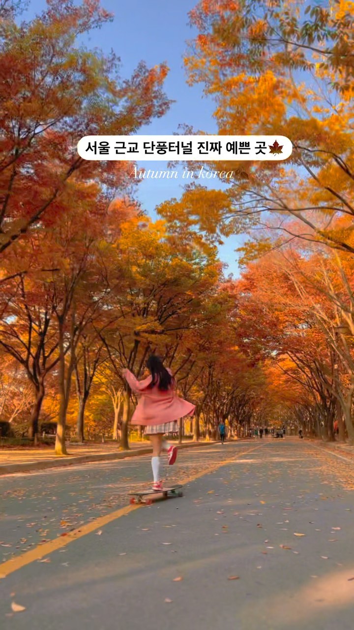 #단풍터널길🍂🍁 
작년 영상이지만 올해 또 가고싶은 곳💞
서울에서 가깝고 진짜 넓어서 사람 많아도
예쁜 사진 많이 찍을 수 있어요🥰
소중한 사람들과 행복한 추억 많이 만들어 오세요💞

@gorillaboard_shop 보드구매요기💞

📍인천대공원
- 인천 남동구 장수동 산79
- 주차가능🚘

#인천대공원 #단풍터널명소 #가을여행 #가을풍경 
#롱보드 #longboard #인천대공원단풍길
