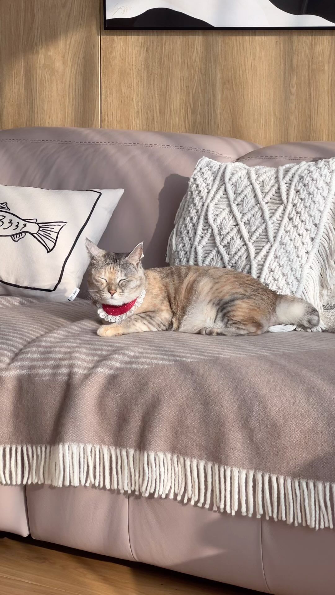 몹시 졸린 꼬리 짦은 고양이😴🐈♥️ 

#catlover #catlife #catsofinstagram #livingroomdecor #daily #sleepycat #koreanshorthair #집스타그램 #냥집사 #냥스타그램 #반려묘 #고양이일상 #코숏