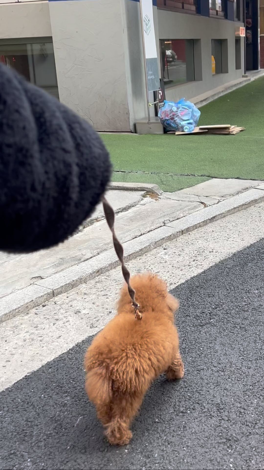 뒤뚱뒤뚱 총총 오디로 열심히 가는지?😄

#콩지 #푸들