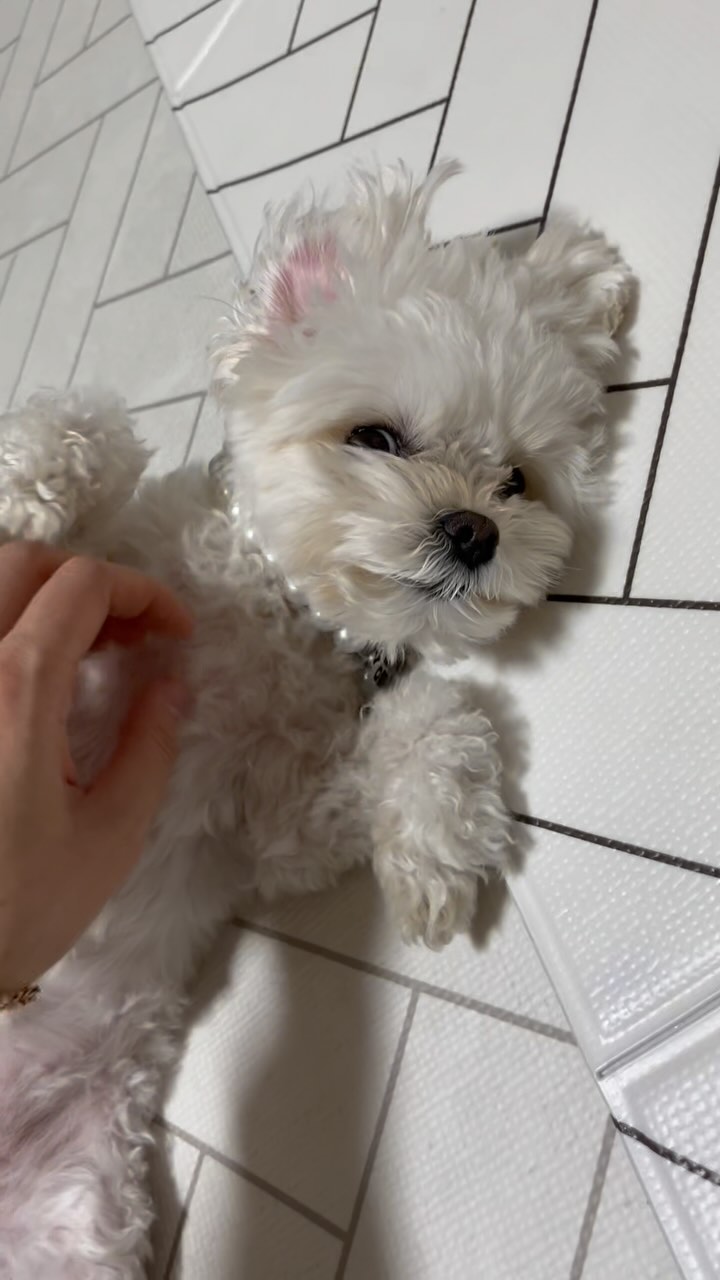 내향형 강쥐의 일상 ..🙊🤎