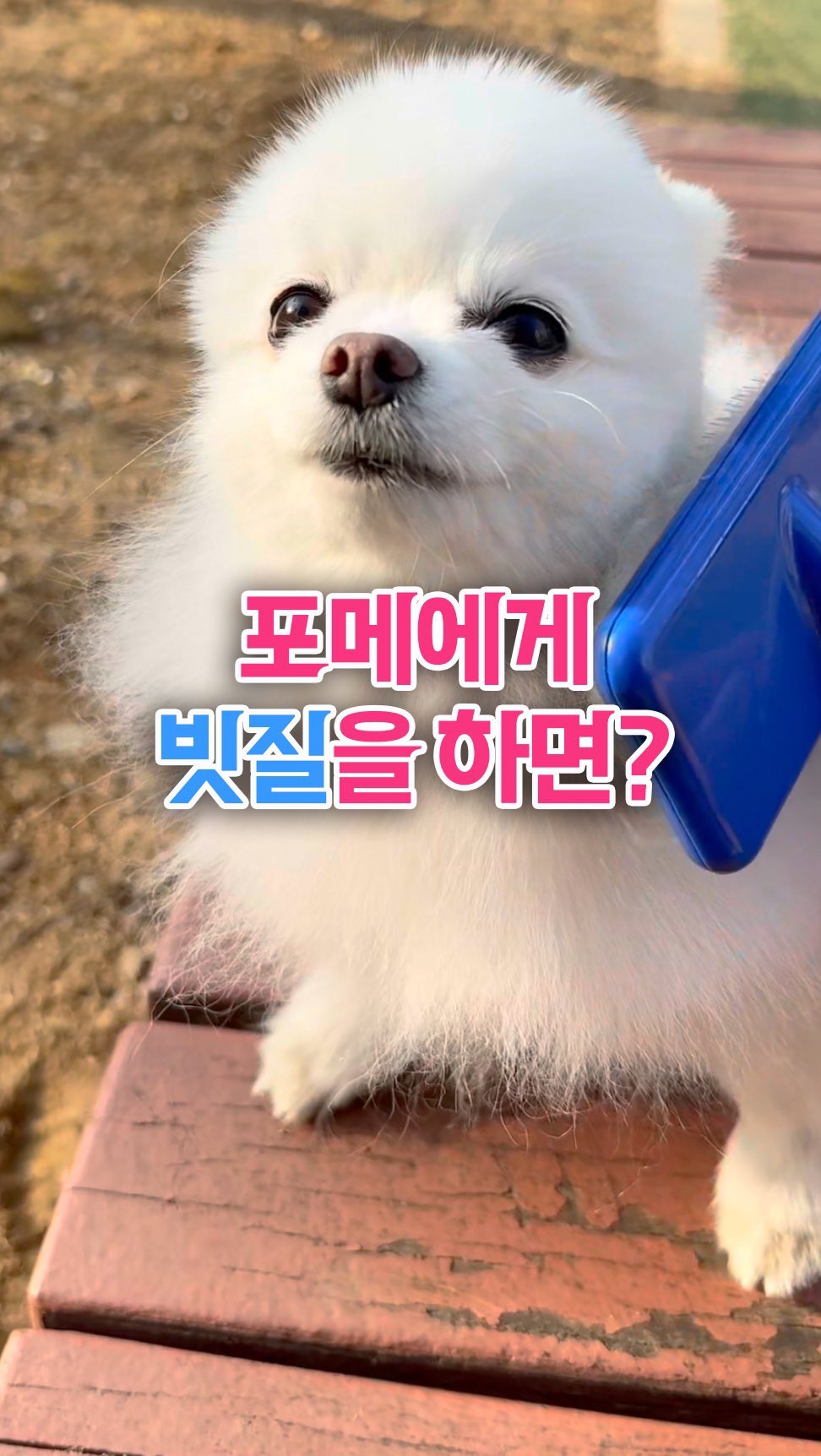결국.. 나중엔 빗질 하게 될꺼면서.. 보통땐 더 시러해요..😂빗질 하기 시러하는 아이 잘 시킬 수 있는 방법 없을까요?
#예삐
#포메빗질
#포메성격