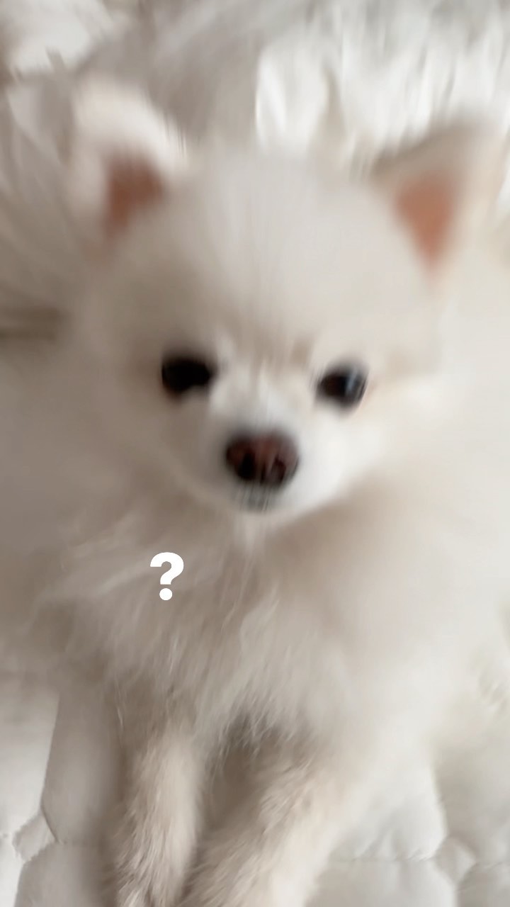 마지막까지 보시면 비하인드 있어요☺️ 요즘 예삐가 침대에서 언니한테 예전처럼 입질 하지 않더라구요! 무슨일 일까요?! 유대감이 더 쌓인 것일까요?!!
#예삐#치피치피 
#치피치피차파차파루비루비라바라바 
#강아지유대감