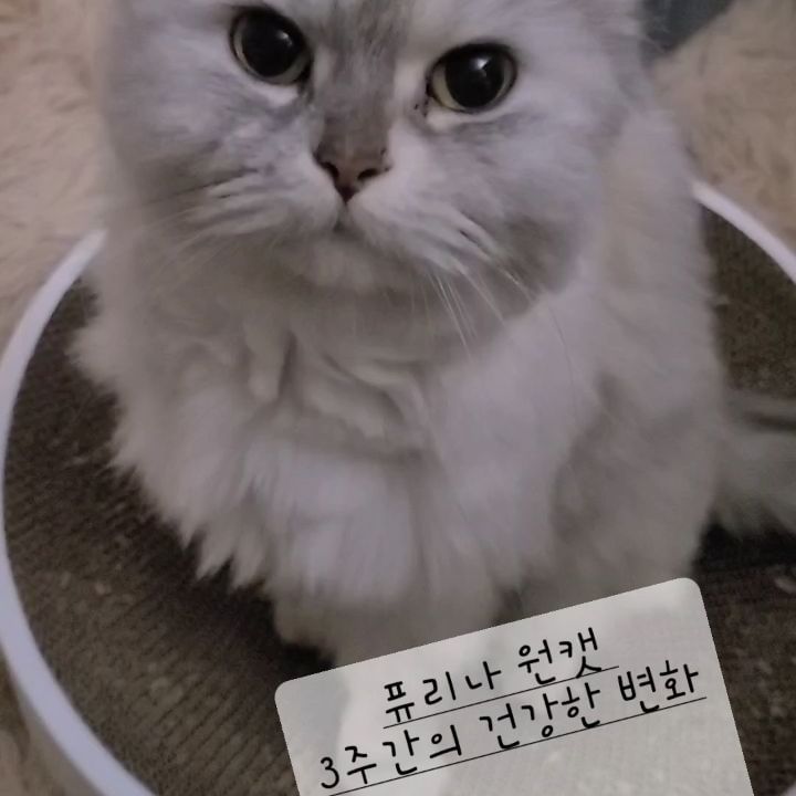 #퓨리나원캣 
저희 베리는 10살의 노령묘입니다.
워낙 순하고 온순한데다
사람을 너무너무 좋아하고
딱히 아픈곳 없이 집사를 편하게 해주는
효녀냥이에요 ㅎㅎ

그래도 나이가 들수록
활동량도 적어지고
털의 윤기도 많이 줄어든거같아
꾸준히 퓨리나의 
노령묘 사료를 먹였었습니다.

아주 감사한 기회로 퓨리나에서
체험단의 기회를 주셔서 
참여하게 되었어요!

결과는 당연하지만 대만족...
매일 아침마다 사료가 없다며 
저를 깨웁니다... 
진짜 기호성 대박... 
성분도 너무 좋아서
앞으로 계속 
퓨리나 노령묘 사료를 먹일 예정입니다.
냥집사님들, 멀리서 찾지마시고
확실히 보장된 퓨리나로 정착하세요!

🩵퓨리나 노령묘 사료는
✅️순살닭고기를 제1원료로 사용하여 
✅️단백질과 지방의 균형을 맞춘 
  완전 균형 영양식이고
✅️DHA와 비타민을 함유하고 있어 
✅️미네랄 균형을 맞춤으로 
  최적의 뇨ph와
  노령묘 건강관리에
  아주 안성맞춤입니다!
⭐️묻따 추천!⭐️
.
.
.
.
#퓨리나 #퓨리나원캣 #3주간의건강한변화 #원캣체험단 #고양이사료