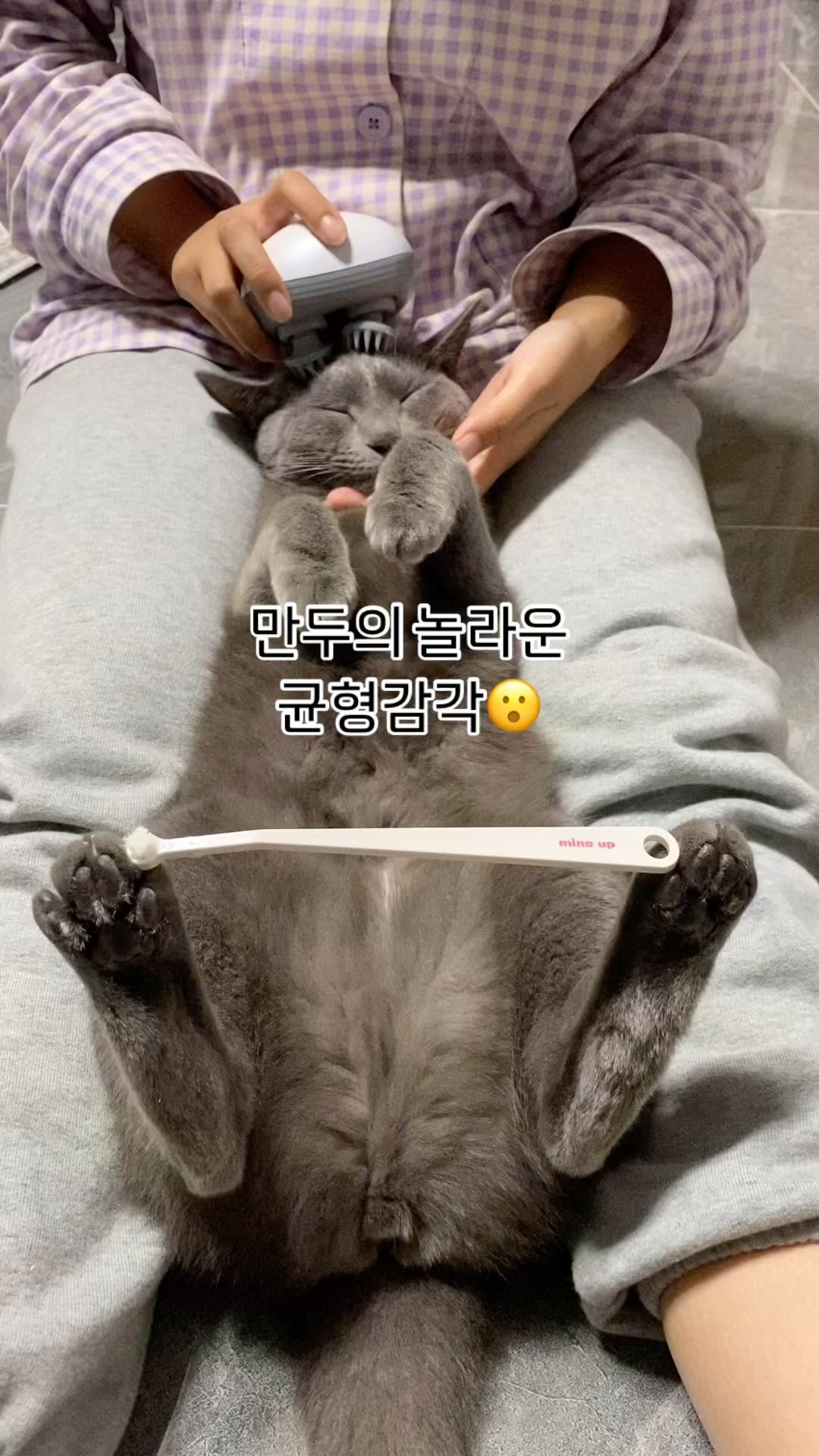 만두의 놀라운 균형감각🙊✨
고양이가 균형감각이 뛰어나다는 건 알고있었지만 이정도일 줄이야!!

#만두는만두 #고양이일상 #고양이균형감각 #고양이균형잡기 #냥팔맞팔 #냥팔하면맞팔 #집사맞팔 #고양이집사맞팔환영 #고양이장기자랑