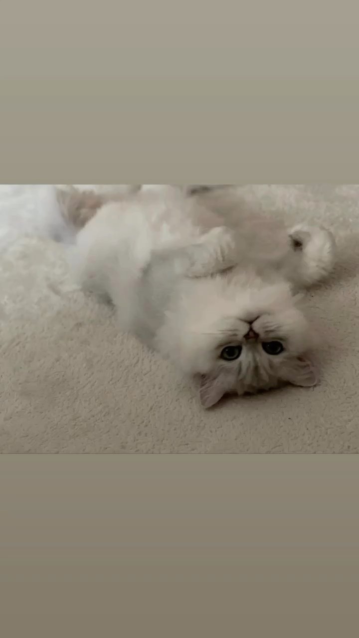 깡레이 ..♡