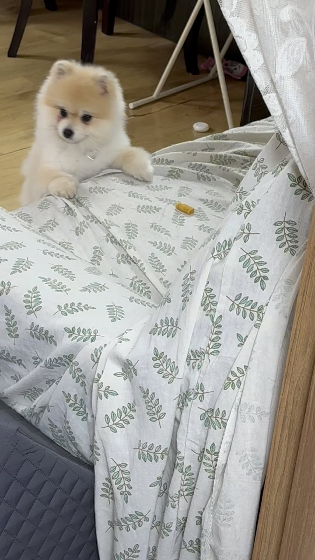 우리집 먹보,,🧡

#베지츄 #강아지