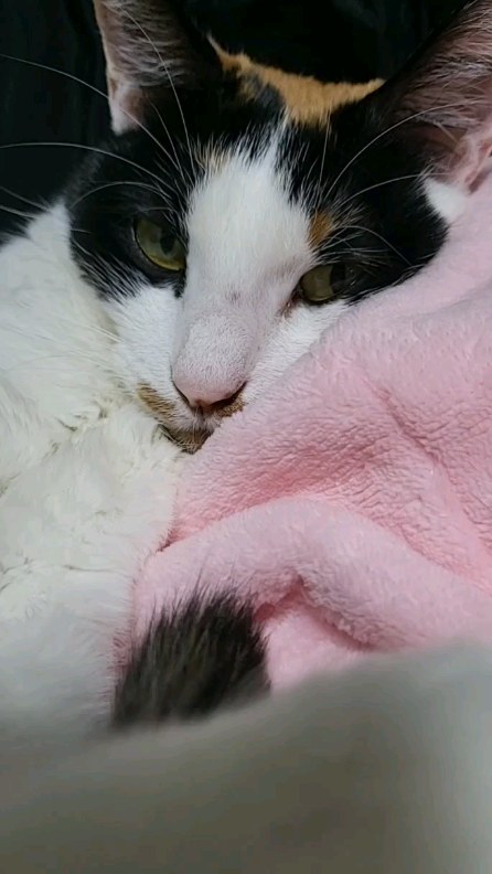 콘텐츠