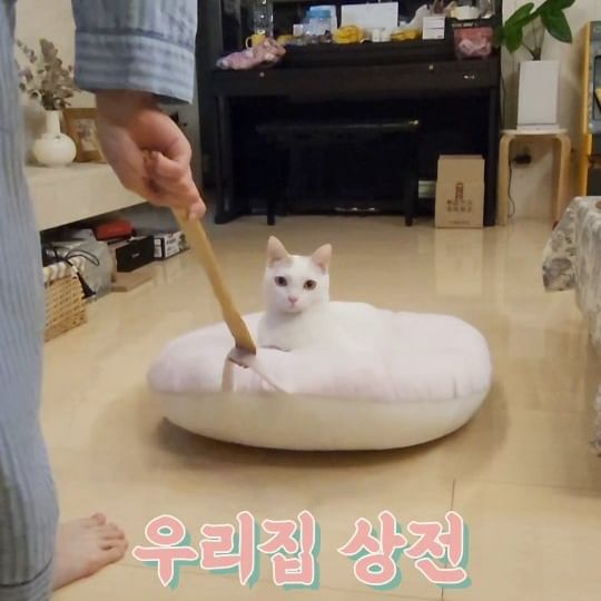 나를 끌어라!😸💕
쿠션기차타는걸 좋아하는 사랑스러운 고양이
엘린이가 방학때 고양이놀이시간 늘려줌 ㅋ

#귀여운고양이 #귀여운영상 
#웃긴동영상 #funny 
#funnycat #funny video 
#cutecat #cat
#adorable #animals 
#집사 #pet