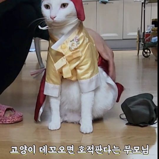 고양이 데려오면 호적 판다는 부모님이...

이렇게 변했지 모예요
똑쟁이 키키는 사랑 💕 가득 받는 아이랍니당
#귀여운고양이 
#귀여운영상 
#cute video 
#cute animals 
#cutecat 
#cattv 
#catlover 
#cats
#부모님반응
#집사
#고양이한복
#고양이