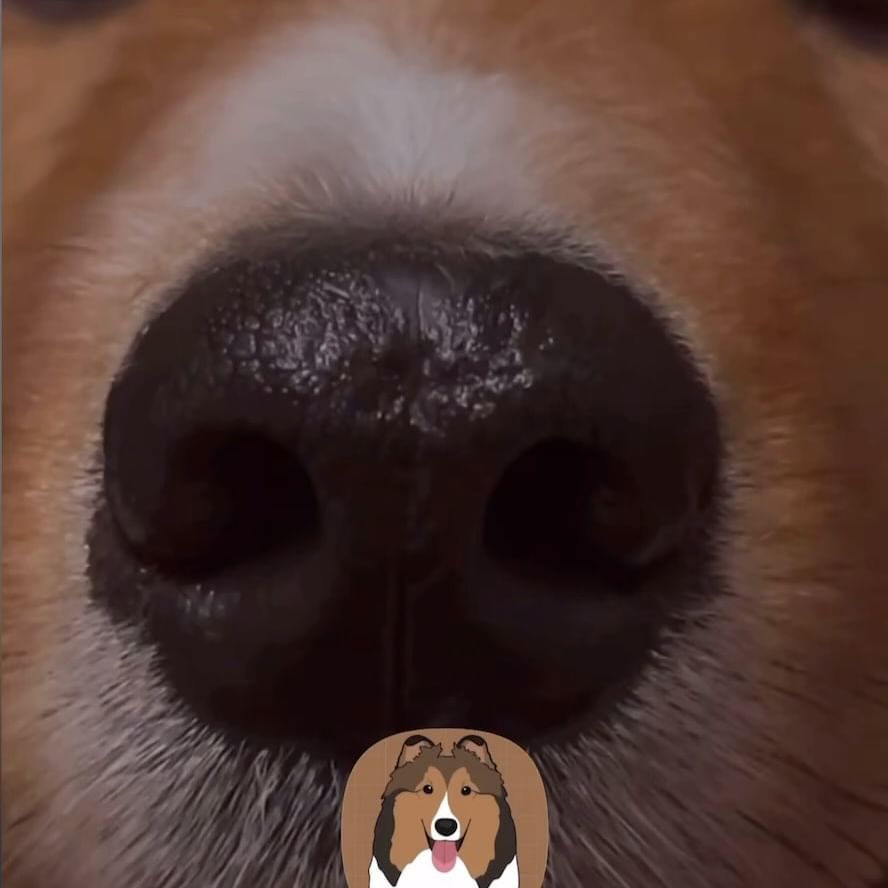 카톡 프사 바꾸려고 봤더니😳복운이 1000일🥹벌써🥺🙏🏼세월아 가지마~😭꼬물이 주먹 두개 만하던 것이 1000일 동안 20kg 세포 분열 성장🐶1000일이라고 특별히 줄 건 없고 🐶😘건강을 위해 이따가 저녁 한강산책을 선물로 줄게😀 #복운일기 #복운 #복운이 #셔틀랜드쉽독 #셰틀랜드쉽독 #셀티콜리 #셀티 #강아지 #강아지일상 #강아지그램 #강아지스타그램 #강아지모델 #강아지소통 #반려견 #반려견소통 #반려견소통환영 #반려인소통 #반려인 #반려인맞팔환영 #반려인스타그램 #반려인일상 #댕댕이 #dog #dogstagram #셀티그램 #멍팔 #멍스타그램 #댕댕이일상 #댕댕이그램 #멍스타