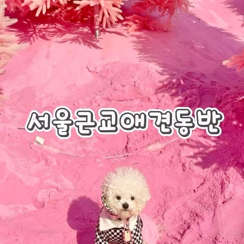 서울근교애견동반 여행지를 
찾는다면 핑크빛이 가득한 
여기를 추천해드려요💕
.
.
핑크 좋아하는 공주들 다 모여🐶🫶🏻
.
.
.
#애견동반여행 #서울근교애견동반여행 #포천애견동반 #포천허브아일랜드 #서울근교애견동반 #포천허브아일랜드애견동반 #서울근교가볼만한곳