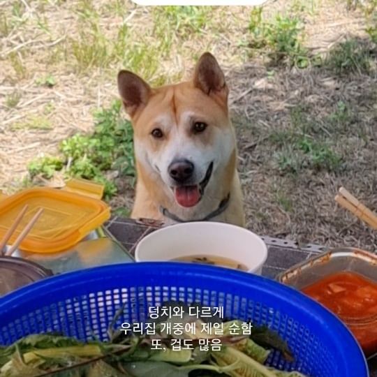 이래 봬도 아파트에서 출퇴근하는 개덜ㅋㅋㅋㅋㅋㅋ
주말에 농장 가서도 덥다고 비닐하우스에서 안나옴😳
#개팔자상팔자
고양이들(호두,마루,콩까망)이랑 잘 지내줘서 고마워 개들!