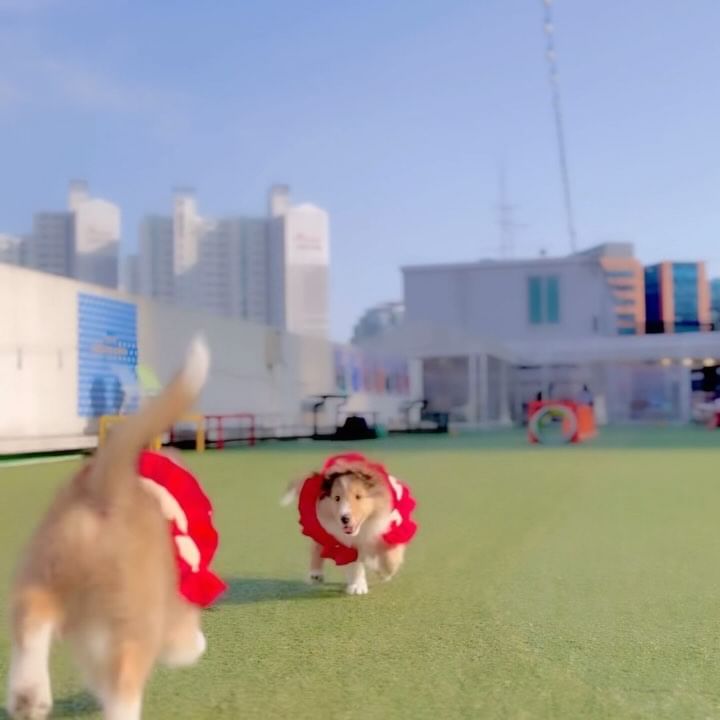 꽈당➿아쿠👀 아무렇지 않은척 완벽해써💪🏻 
 ⠀⠀⠀⠀⠀⠀⠀⠀⠀⠀⠀⠀⠀⠀⠀ ⠀⠀⠀⠀⠀⠀⠀⠀⠀⠀⠀⠀⠀⠀⠀ 
벨메이하숙 댕댕이들 오랜만에 유치원 오프은🙌🏻🖤
📝 소리 둔감화 (청소기/드라이기/차소리 등) 
▫️ 공간분리 .공간확장 
▫️ 노즈워크 ( 종이컵/페트 등 ) 
▫️배변는 잘배워와뜜 👏🏻 
▫️ 옥상산책 / 리드줄 
오늘은 외출까지 해봐찌잇 🙌🏻
 ⠀⠀⠀⠀⠀⠀⠀⠀⠀⠀⠀⠀⠀⠀⠀ ⠀⠀⠀⠀⠀⠀⠀⠀⠀⠀⠀⠀⠀⠀⠀ 
좋은 기억으로 자리 잡히도록♥️오래오래 
사랑 받으며 잘 지내 도록 👏🏻 
 ⠀⠀⠀⠀⠀⠀⠀⠀⠀⠀⠀⠀⠀⠀⠀ ⠀⠀⠀⠀⠀⠀⠀⠀⠀⠀⠀⠀⠀⠀⠀ 
지나보니 정말 많은 댕댕이가 스쳐 갔는데 
다들 잘 지낸다는 소식에 가끔 미소 지어요 
전문 적이지 않지만, 벨라와 함께하기위해 
보낸 2년의 시간과 꾸준히 배움을 멈추지 않으며 
아이들과 함께 하고있으니 도움이 되길 🫶🏻 
 ⠀⠀⠀⠀⠀⠀⠀⠀⠀⠀⠀⠀⠀⠀⠀ ⠀⠀⠀⠀⠀⠀⠀⠀⠀⠀⠀⠀⠀⠀⠀ 
펫피트니스과정에서 배운 것들도 집에서 
체크체크 하면서 벨메이와 함께 하고있구요오💜 ⠀⠀⠀⠀⠀⠀⠀⠀⠀⠀⠀⠀⠀⠀⠀ ⠀⠀⠀⠀⠀⠀⠀⠀⠀⠀⠀⠀⠀⠀⠀ 
정말 많은 디엠과 질문을 받으면서 
한번에 정리 하고싶어 블로그를 했었는데 쉽지 않아서 
한번에 정리해서 보실수 있도록 준비하려구요 🐶 
 찐 노하우도 넣어서🍀
원하시는 분들은 미리 체쿠체쿠 해둘께요 😜
 ⠀⠀⠀⠀⠀⠀⠀⠀⠀⠀⠀⠀⠀⠀⠀ ⠀⠀⠀⠀⠀⠀⠀⠀⠀⠀⠀⠀⠀⠀⠀ 
벨메이를 아는 모든 분들이 웃음 짖는 하루되길 🥳